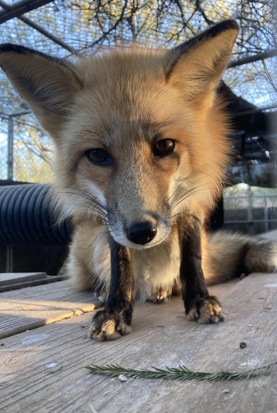 SWCC_red fox Tequila.jpg